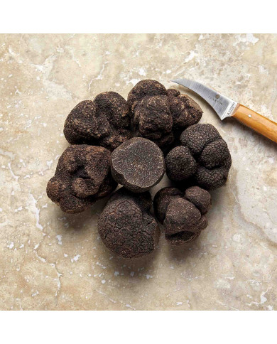 Tartufo nero del Périgord Tartufo nero del Périgord