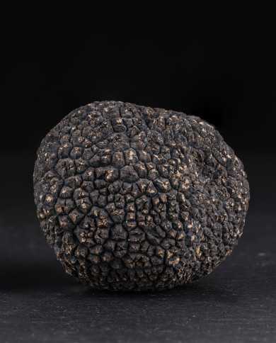 Ganze schwarze Trüffel aus Australien, frisch Ganze schwarze Trüffel aus Australien, frisch