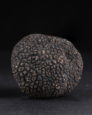 Fresh whole black Australian truffles Fresh whole black Australian truffles
