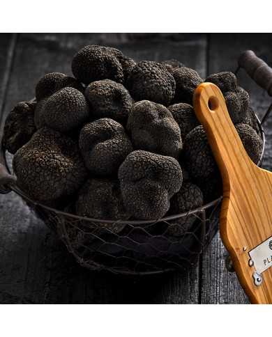 Périgord black truffle