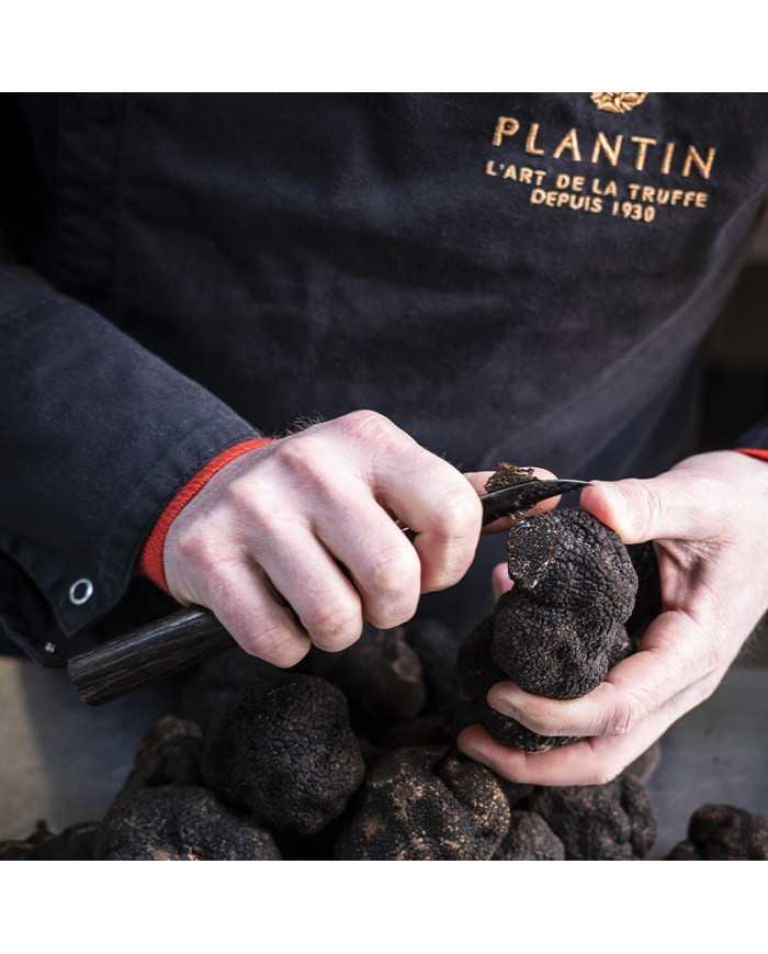Tartufo nero del Périgord