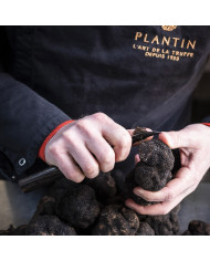 Tartufo nero del Périgord