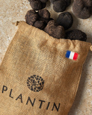 Truffe Noire du Périgord - Plantin L'art de la Truffe