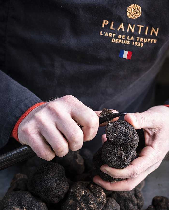 Truffe Noire du Périgord - Plantin L'art de la Truffe