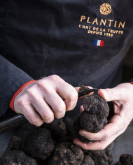 Périgord black truffle