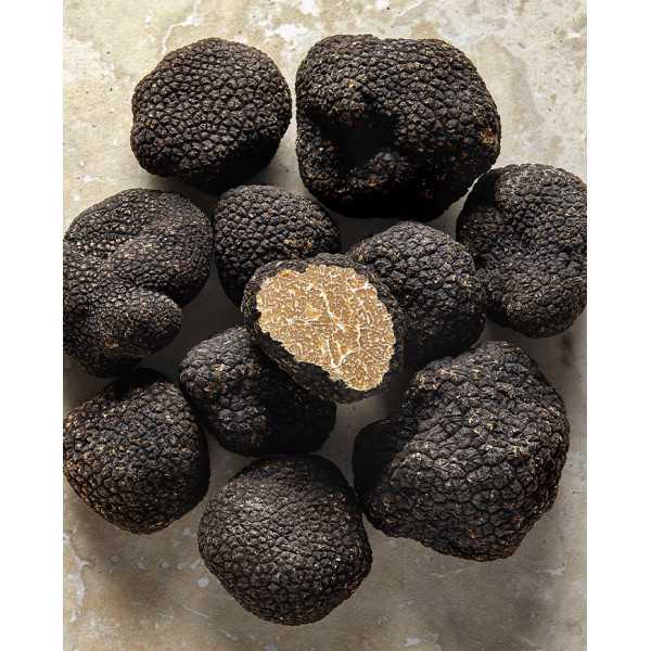 Truffe d'été fraîche |  PLANTIN  - L'art de la truffe