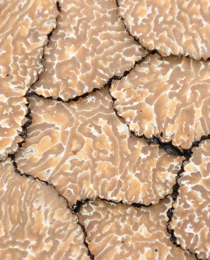 Truffe d'été fraîche 100g |  PLANTIN  - L'art de la truffe