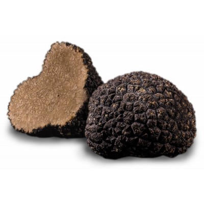 Truffe d'été fraîche 500g |  PLANTIN  - L'art de la truffe