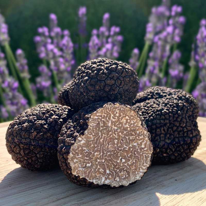 Truffe d'été fraîche 100g |  PLANTIN  - L'art de la truffe Truffe d'été fraîche 100g |  PLANTIN  - L'art de la truffe