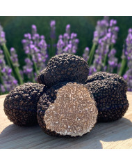 Truffe d'été fraîche 100g |  PLANTIN  - L'art de la truffe Truffe d'été fraîche 100g |  PLANTIN  - L'art de la truffe