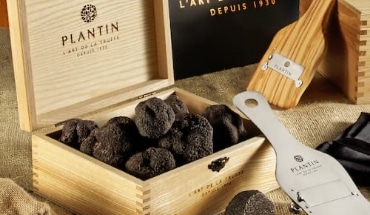 La truffe noire d'Australie, le diamant noir en plein été - Magazine PLANTIN