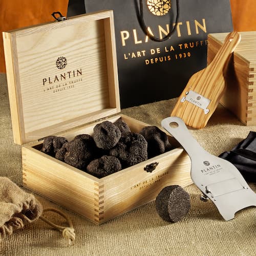 Truffe noire Plantin