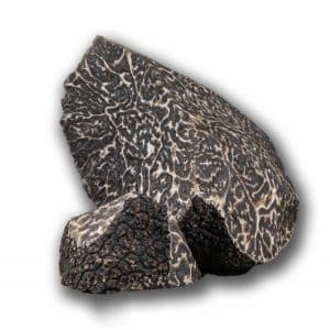 La truffe noire d'Australie, le diamant noir en plein été - Magazine PLANTIN