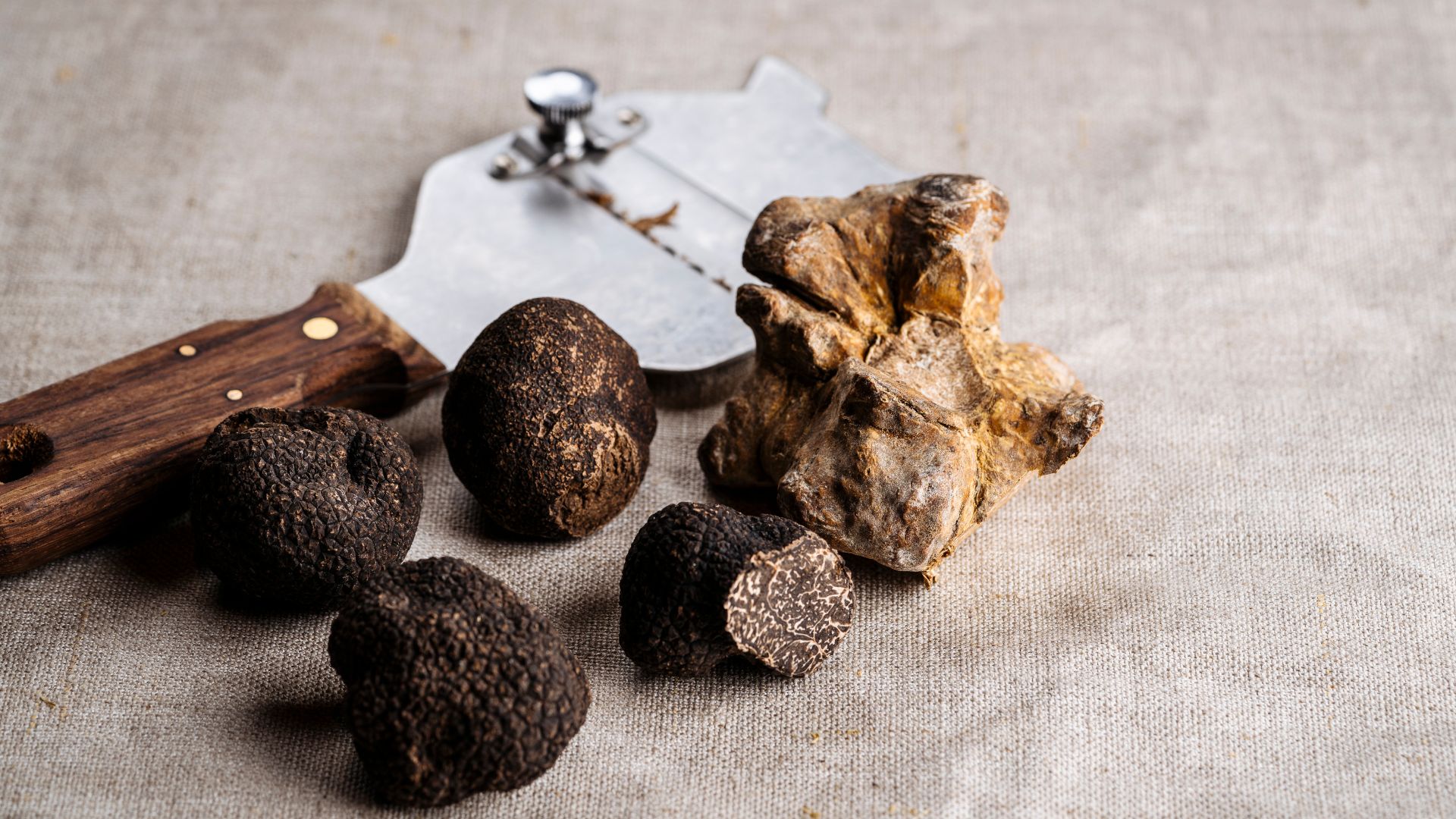 Conserver la Truffe nos conseils pour une fraîcheur prolongée Magazine Plantin