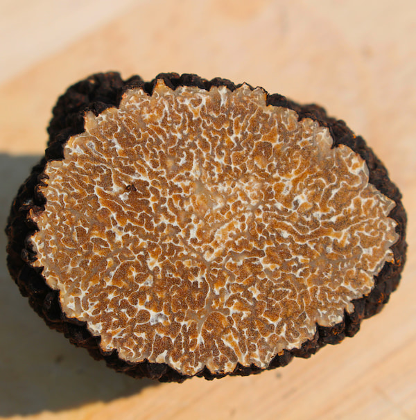 truffe d'été fraîche PLANTIN