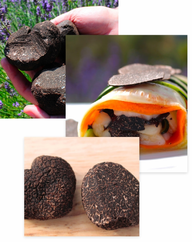 Truffe noire fraîche PLANTIN