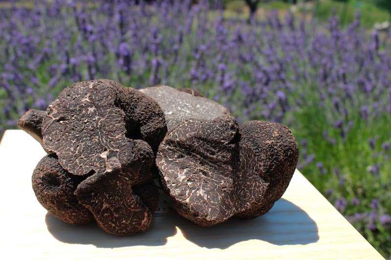 Copeaux de truffes noires fraîches