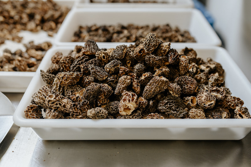 Morilles séchées PLANTIN