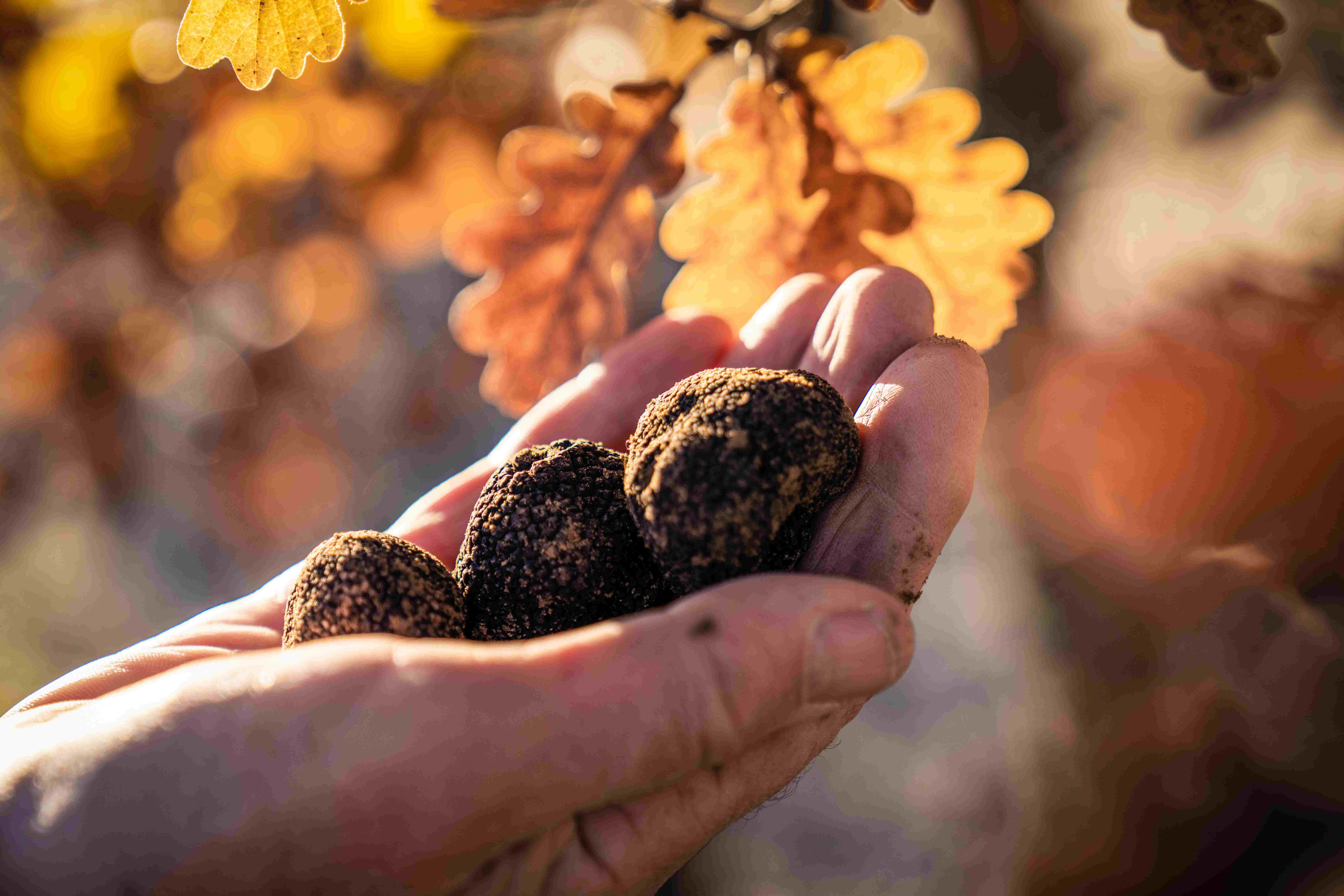 Gros plan texturé sur la surface rugueuse d’une truffe de Bourgogne