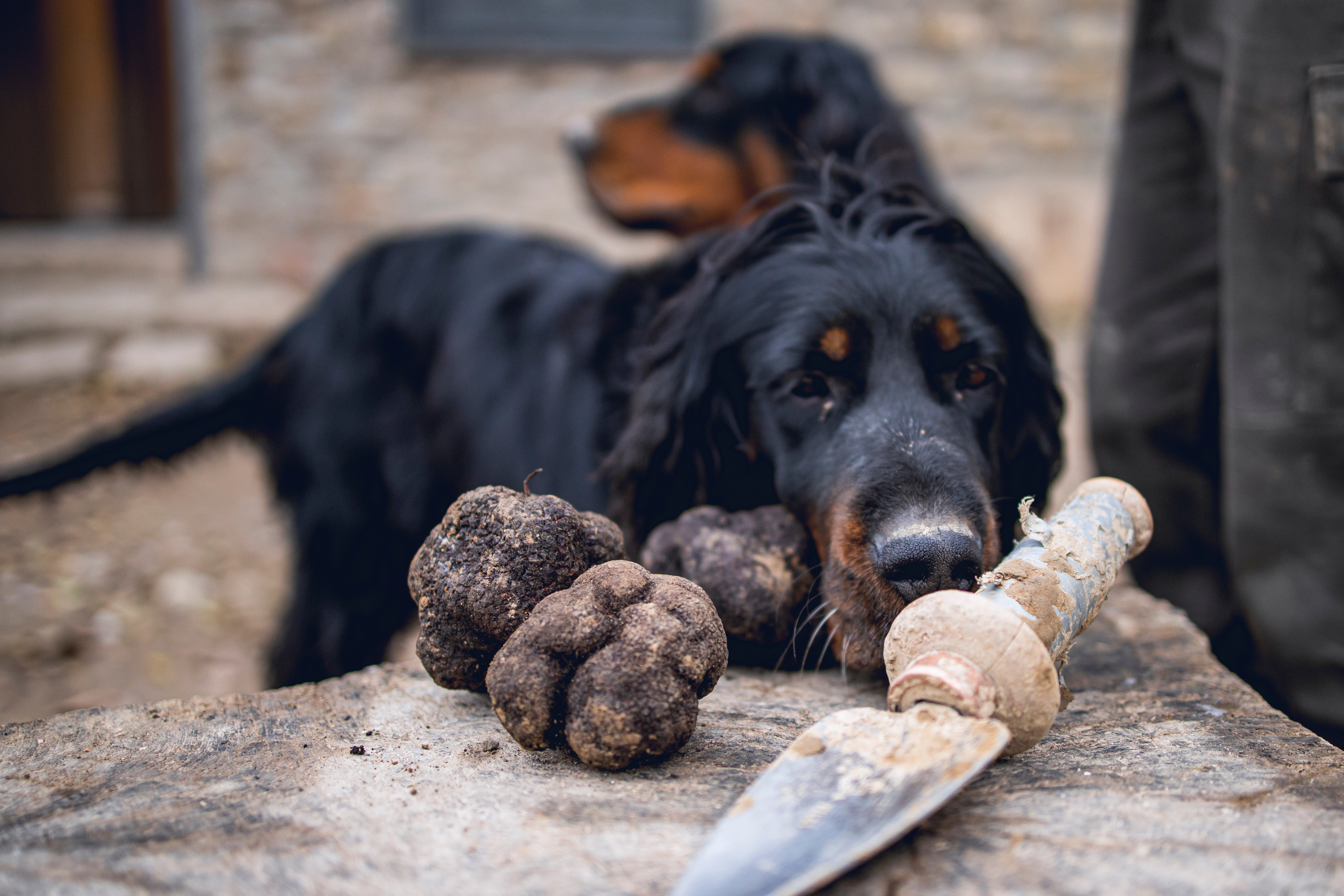Chien truffier lors de la récolte de truffes de Bourgogne