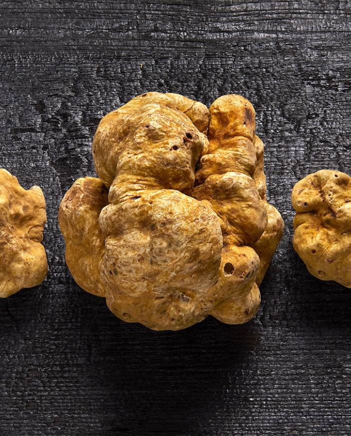 Truffes blanches d’Alba fraîches sur fond noir