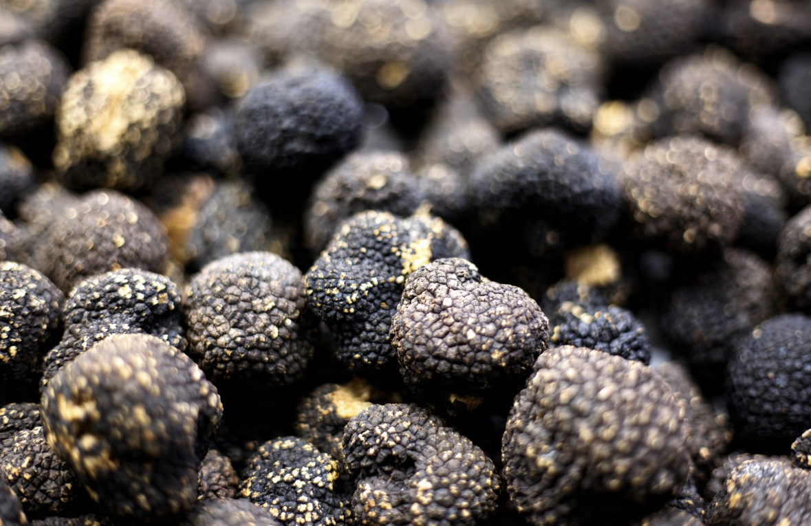 Truffe de Bourgogne : de la terre à la récolte