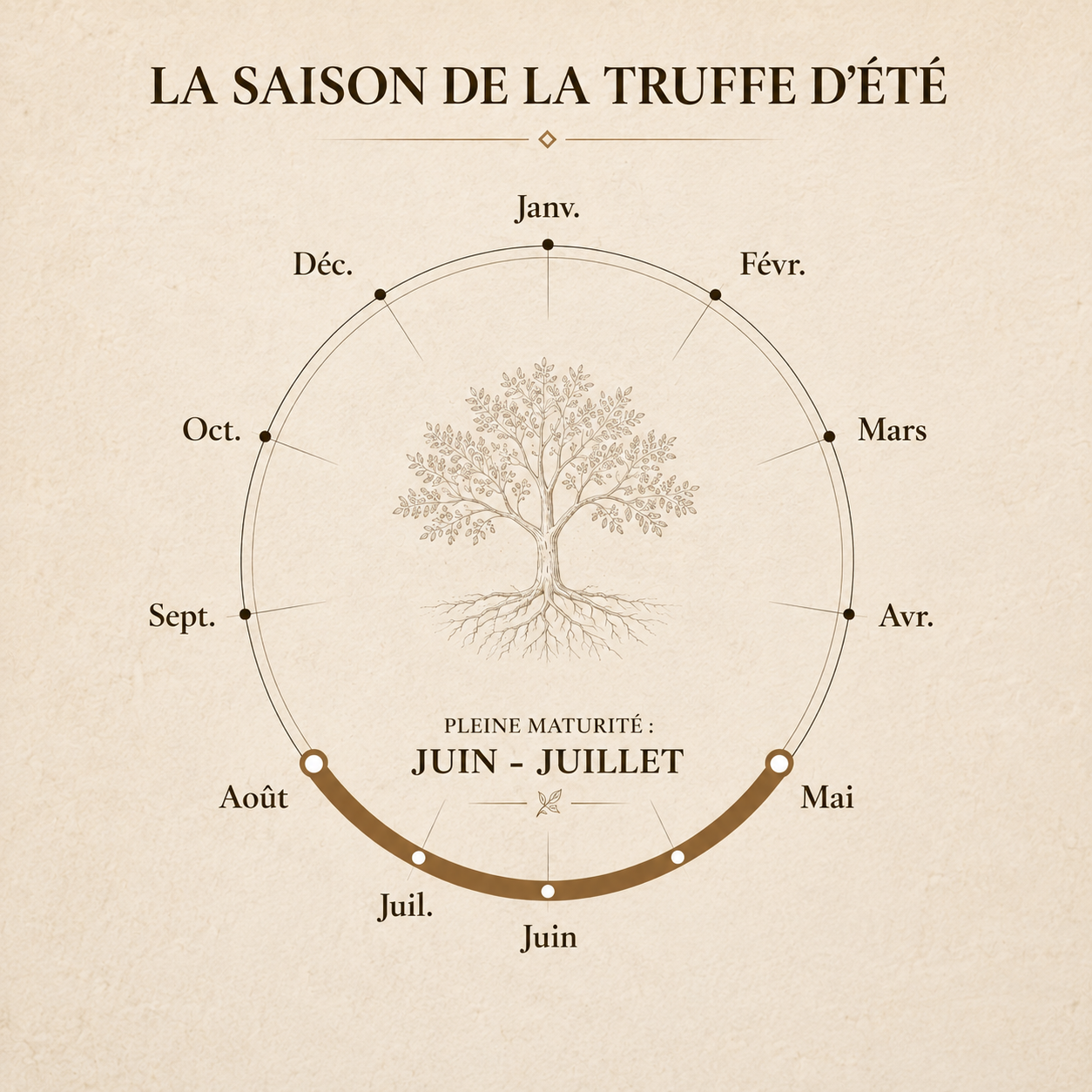 Quelle est la saison de la truffe d’été ?