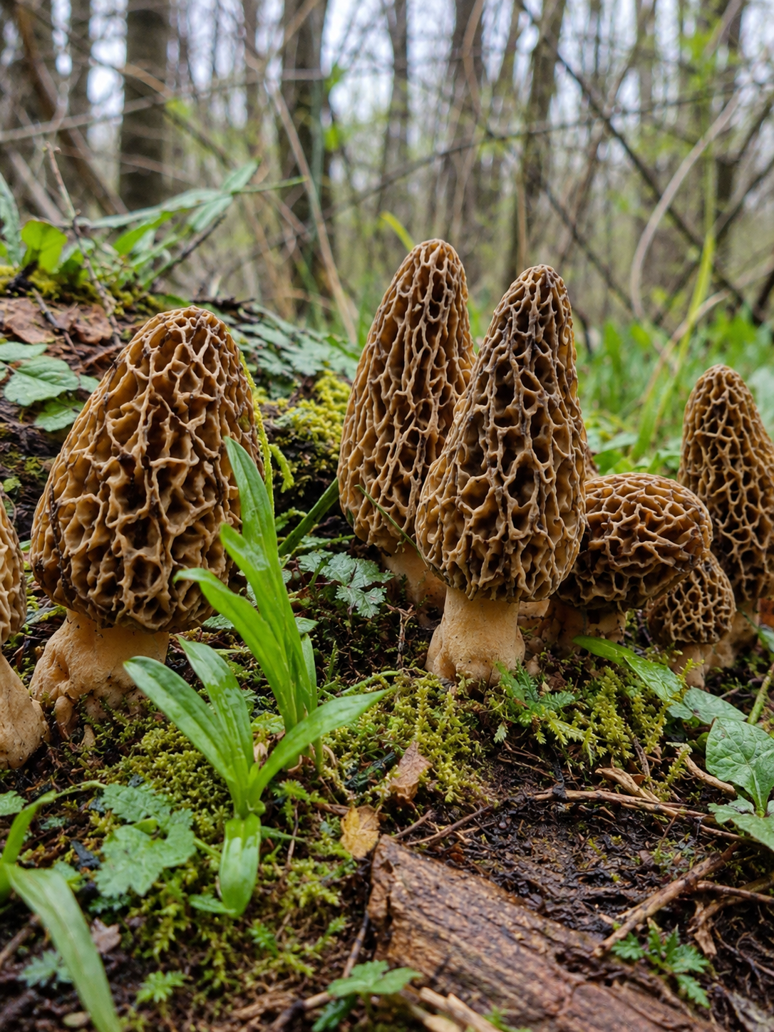 Morchella conica (morille conique)